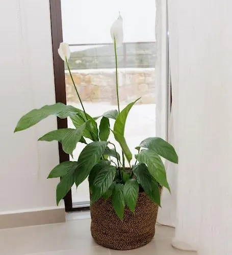 Elaida- πολυτελής βίλα-θέα θάλασσα, μάνη فيلة *